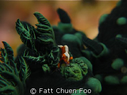 Tiny Emperor Shrimp riding on the gills of a Nembrotha Nu... by Fatt Chuen Foo 